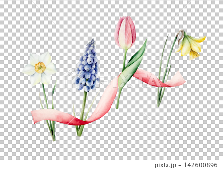 Watercolor spring flowers bouquet with pink ribbon. Hand drawn botanical illustration isolated on white background for Mothers Day greeting card. Elegant tulip and daffodil arrangement. Festive spring 142600896