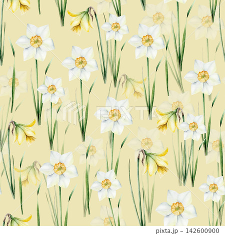 Spring daffodils flower. Watercolor Narcissus, easter hand drawn illustration isolated on background, transparent png. Botanical and wedding clip art. For greeting card, wallpaper, wrapping paper Spring daffodils flower. Watercolor Narcissus, easter hand drawn illustration isolated on background, transparent png. Botanical and wedding clip art. For greeting card, wallpaper, wrapping paper 142600900