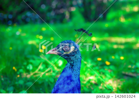 Portrait of beauty blue Indian peacock in summer green garden, side view 142601024