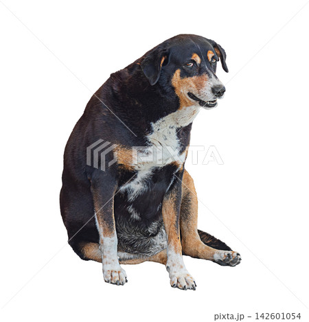 Photo of funny old short-haired breed dog with shades of black, orange, white isolated on transparent or white background. Animal sitting on hind legs, looking at camera. Blank for artwork 142601054
