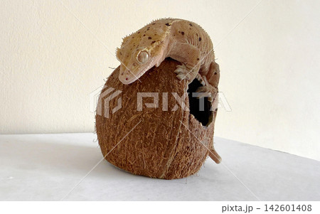 A gecko climbs on a coconut shell. The shell has a hole in it. A gecko climbs on a coconut shell. The shell has a hole in it. 142601408