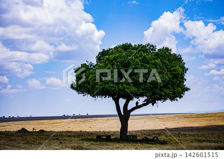 Kenya Photographers By Antony Trivet Photography 142601515