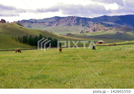 モンゴル ブーベイトキャンプの放牧風景 モンゴル ブーベイトキャンプの放牧風景 142601550