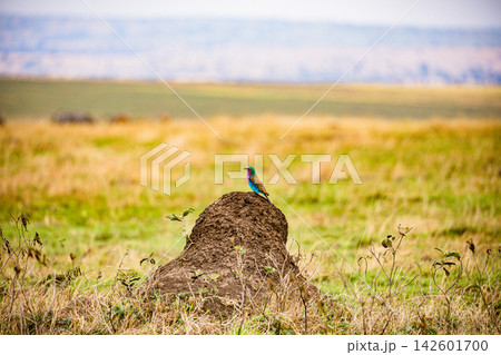 Kenya Photographers By Antony Trivet Photography Kenya Photographers By Antony Trivet Photography 142601700