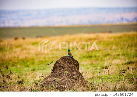 Kenya Photographers By Antony Trivet Photography Kenya Photographers By Antony Trivet Photography 142601724