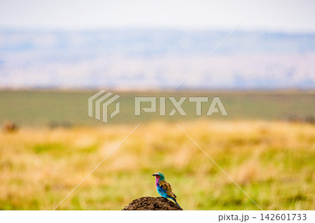 Kenya Photographers By Antony Trivet Photography 142601733