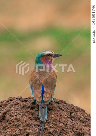 Kenya Photographers By Antony Trivet Photography 142601746
