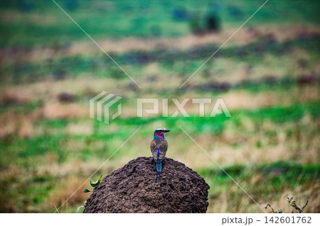 Kenya Photographers By Antony Trivet Photography Kenya Photographers By Antony Trivet Photography 142601762