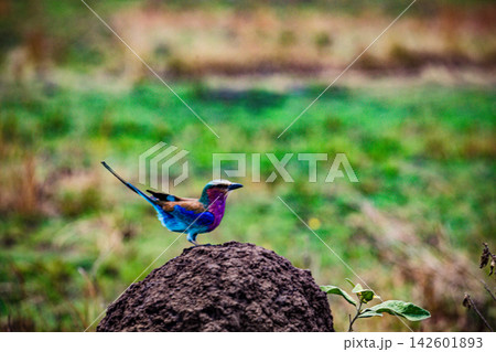 Kenya Photographers By Antony Trivet Photography 142601893