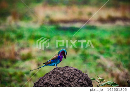 Kenya Photographers By Antony Trivet Photography 142601896