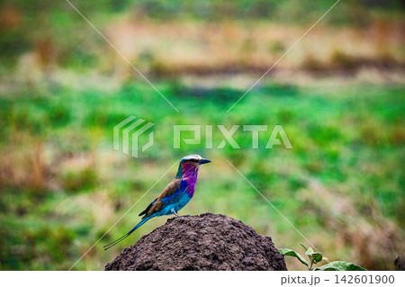 Kenya Photographers By Antony Trivet Photography Kenya Photographers By Antony Trivet Photography 142601900
