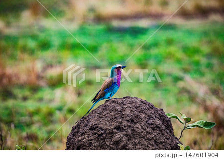 Kenya Photographers By Antony Trivet Photography 142601904