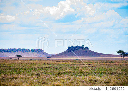 Kenya Photographers By Antony Trivet Photography 142601922