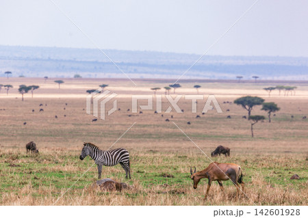 Kenya Photographers By Antony Trivet Photography Kenya Photographers By Antony Trivet Photography 142601928