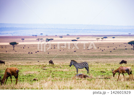 Kenya Photographers By Antony Trivet Photography Kenya Photographers By Antony Trivet Photography 142601929