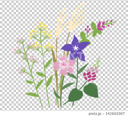 In early autumn, the seven autumn flowers bloom beautifully. 142602007