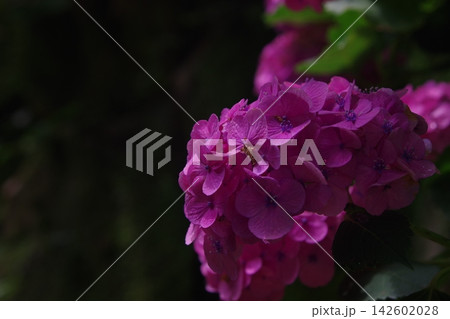 雨に濡れたピンクの紫陽花 142602028