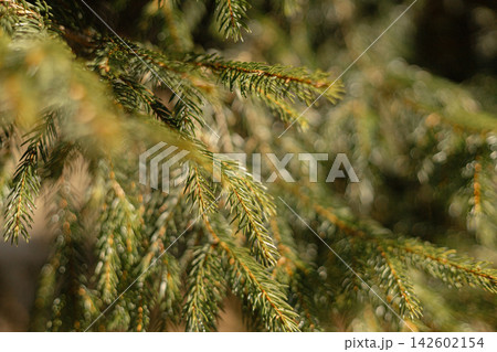 Spruce tree branch with green needles and brown cones 142602154
