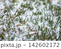Green grass and moss covered in white snow on ground 142602172