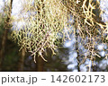 Lichen hanging from tree branch in forest 142602173