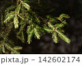 Spruce tree branches with needles on dark background 142602174