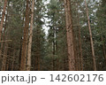 Dense coniferous forest with tall pine trees and dry branches 142602176