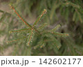 Green conifer branch with needles and new growth 142602177