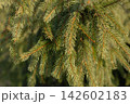 Spruce tree branches with green needles and brown cones 142602183