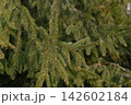 Spruce tree branches with green needles in forest 142602184