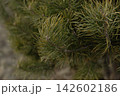 Close up of green pine needles on a coniferous tree branch 142602186