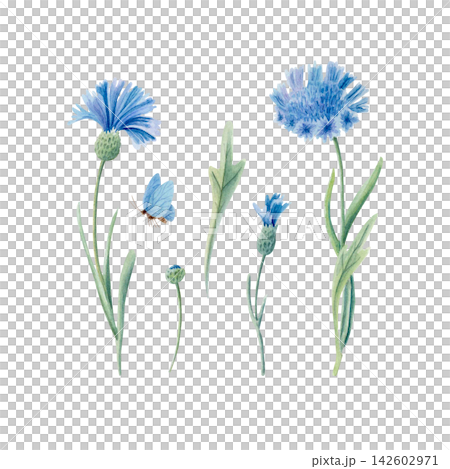 Watercolor hand drawn set of blue cornflowers, buds, stems and butterfly in pastel tones. Botanical isolated illustration Watercolor hand drawn set of blue cornflowers, buds, stems and butterfly in pastel tones. Botanical isolated illustration 142602971