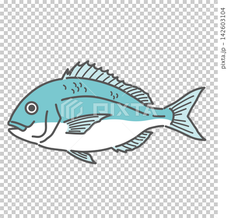 海鯛(tai)插圖 海鯛(tai)插圖 142603104