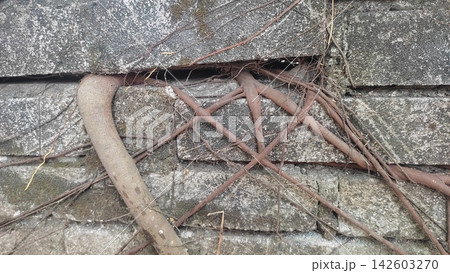 Tree Roots Growing Over Weathered Concrete Block Wall Tree Roots Growing Over Weathered Concrete Block Wall 142603270