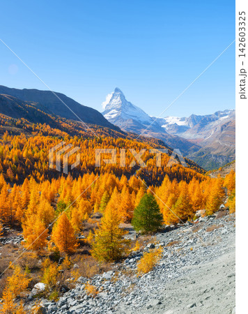 Matterhorn mountain peak rising above a colorful autumn forest in Zermatt, Switzerland. 142603325