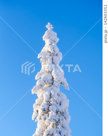 Clear sky over snow-covered fir tree. Vertical photo. Scenic winter in Scandinavian nature Clear sky over snow-covered fir tree. Vertical photo. Scenic winter in Scandinavian nature 142603351