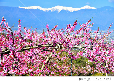 山梨県笛吹市八代町より北岳方面を望む(山梨県笛吹市)【2026.4】 山梨県笛吹市八代町より北岳方面を望む(山梨県笛吹市)【2026.4】 142603461