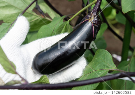 家庭菜園で収穫間近の茄子を持つ男性(8月)ナスの収穫 家庭菜園で収穫間近の茄子を持つ男性(8月)ナスの収穫 142603582