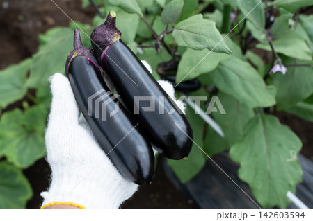 夏野菜の茄子を収穫して手持つ男性(8月)家庭菜園のナス収穫 夏野菜の茄子を収穫して手持つ男性(8月)家庭菜園のナス収穫 142603594