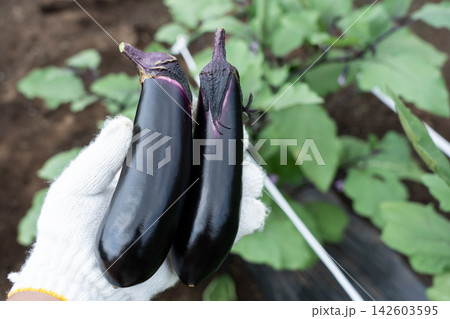 夏野菜の茄子を収穫して手持つ男性(8月)家庭菜園のナス収穫 夏野菜の茄子を収穫して手持つ男性(8月)家庭菜園のナス収穫 142603595