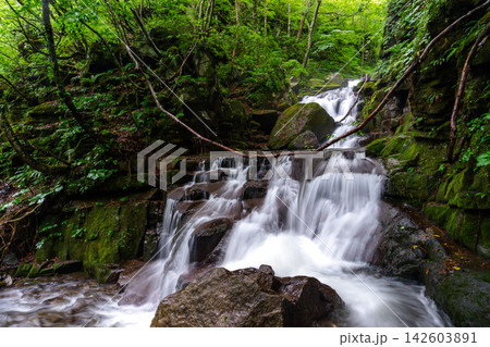 青森県十和田市 奥入瀬渓流の新緑と美しい水流 苔むす渓谷の自然風景 青森県十和田市 奥入瀬渓流の新緑と美しい水流 苔むす渓谷の自然風景 142603891