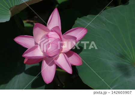 蓮の花と緑の葉 142603907