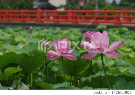高田城址公園外堀のピンクの蓮の花 高田城址公園外堀のピンクの蓮の花 142603909