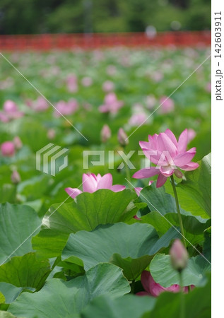 高田城址公園外堀のピンクの蓮の花 142603911