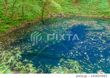 世界自然遺産 白神山地 十二湖の青池 神秘的な青い水面と緑豊かな森の自然風景 世界自然遺産 白神山地 十二湖の青池 神秘的な青い水面と緑豊かな森の自然風景 142603983