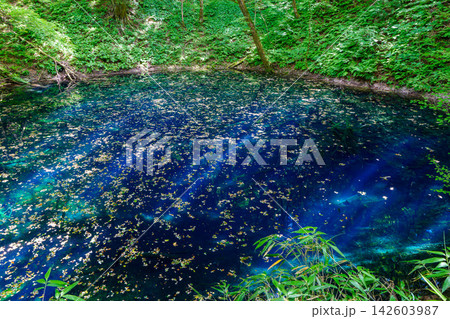 世界自然遺産 白神山地 十二湖の青池 神秘的な青い水面と緑豊かな森の自然風景 世界自然遺産 白神山地 十二湖の青池 神秘的な青い水面と緑豊かな森の自然風景 142603987