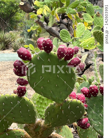 メキシコ・オアハカのウチワサボテン 鮮やかな赤紫色の果実トゥナ(プリックリーピア)の実り メキシコ・オアハカのウチワサボテン 鮮やかな赤紫色の果実トゥナ(プリックリーピア)の実り 142603991