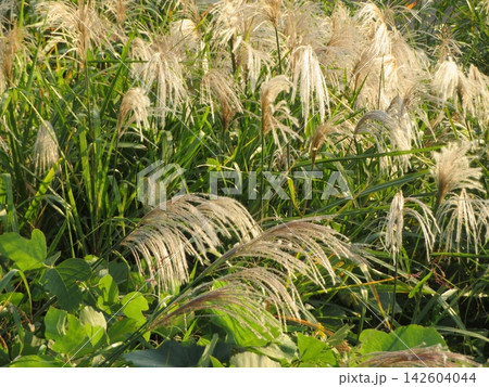 ススキ ススキ 142604044