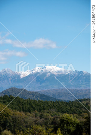 秋の晴れた日の冠雪の山頂と色づき始めた森林 142604472