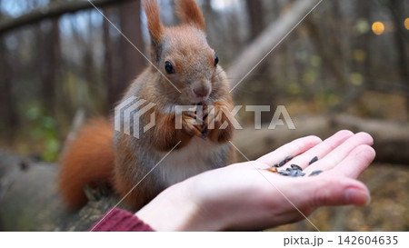 Wild fluffy squirrel taking nuts from female arm and gnawing it outdoor. Cute rodent eating food from hand of young girl at forest. Woman feeding hungry small sciurus to walnuts at autumn park Wild fluffy squirrel taking nuts from female arm and gnawing it outdoor. Cute rodent eating food from hand of young girl at forest. Woman feeding hungry small sciurus to walnuts at autumn park 142604635