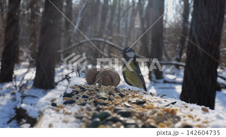Cute tit bird pecking food from open feeding trough at snowy forest. Beautiful tomtit eating meal from wood feeder at sunny snow woodland. The scene captures care for wildlife and harmony of nature Cute tit bird pecking food from open feeding trough at snowy forest. Beautiful tomtit eating meal from wood feeder at sunny snow woodland. The scene captures care for wildlife and harmony of nature 142604735